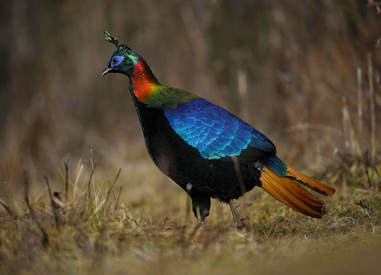 himalayan-monal-spotted-at-bumthang-central-bhutan