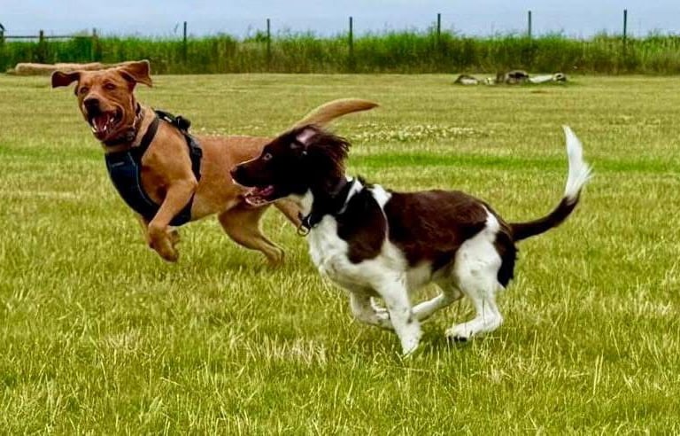 two dogs playing in the grass during dog walking services