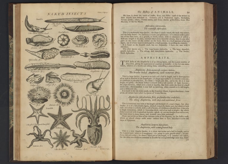 Creatures of the sea