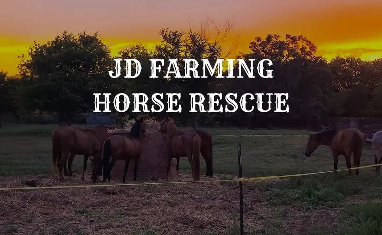 a group of horses standing in a field around hay and a sunset