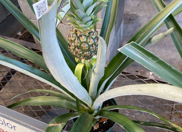 a pineapple planter with a pineapple on it