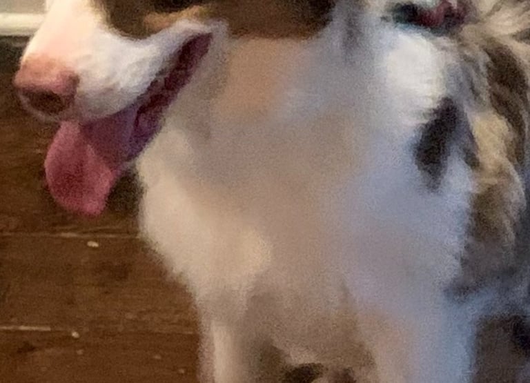 a dog is sitting on the floor in front of a table