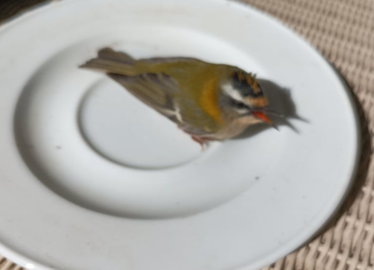 Our tiny casualty
