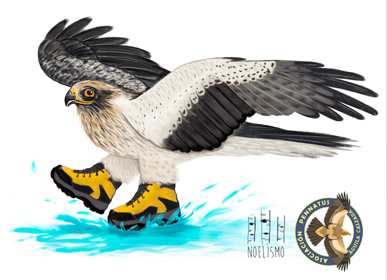 Aguila calzada Asociacion Pennatus