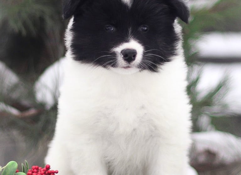 Yakutian laika puppies