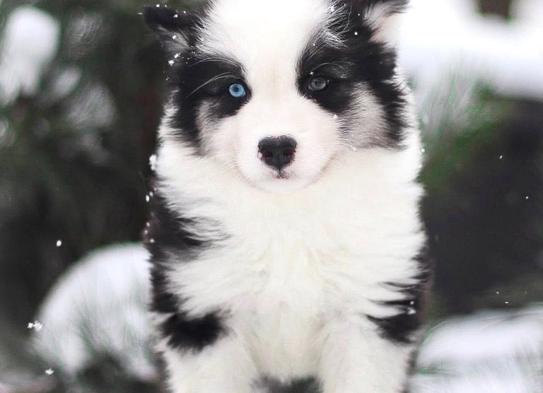 Yakutian laika puppies