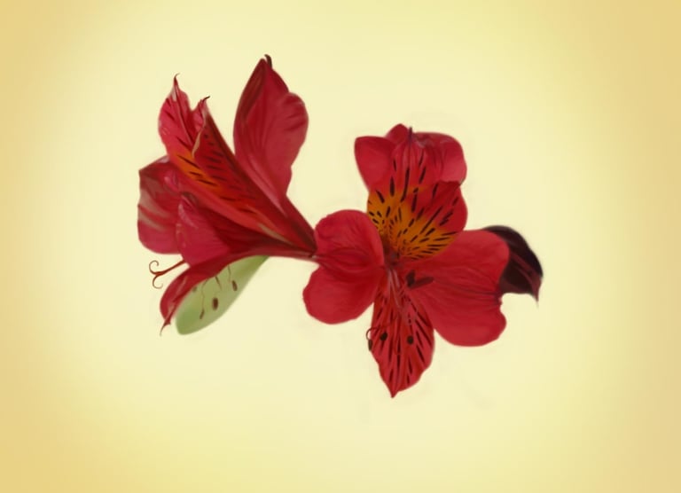 Patience Onosa'i