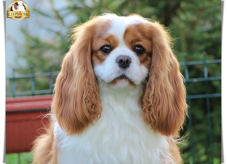 BATA so handsome Cavalier King Charles stunning looks in Sleepysong Kennel