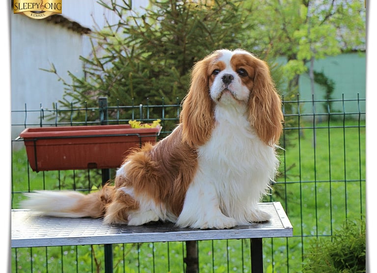Handsome Stud CKCS showing off to the photoshoot 
