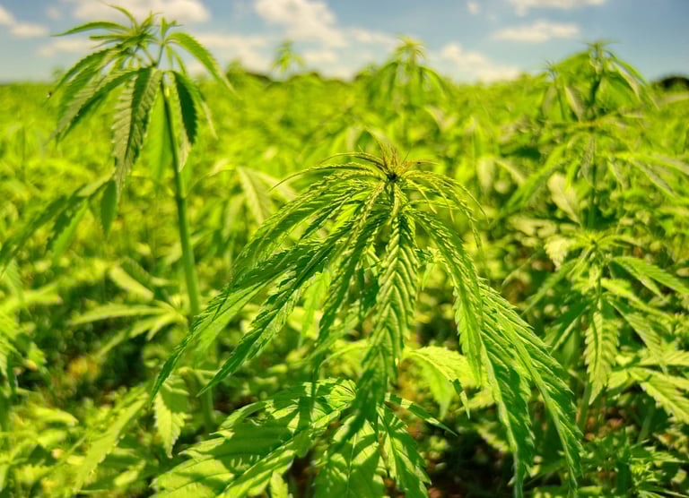 Bright green hemp plants growing in an open field under the sun, showing healthy foliage and early f