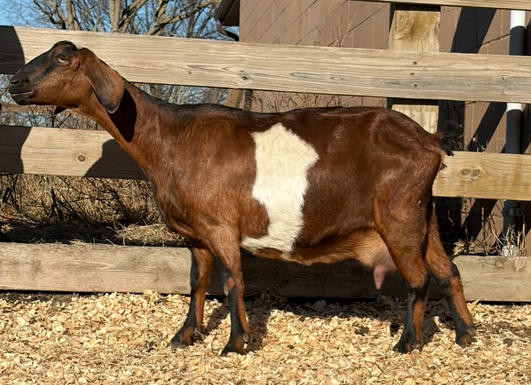 Brown goat with black nose and stripping 