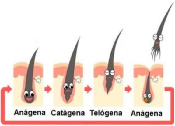 Diagrama ilustrativo do ciclo de vida dos cílios.