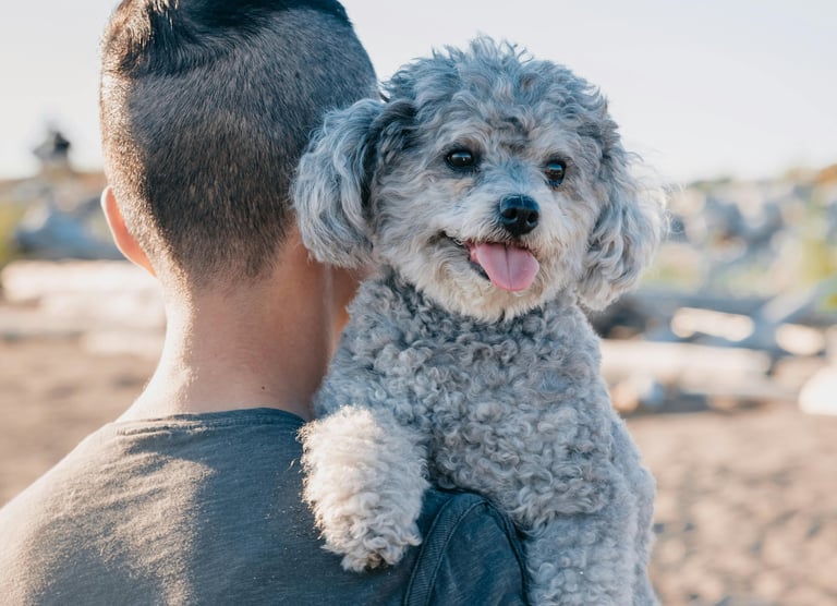 uomo e bichon frisè
