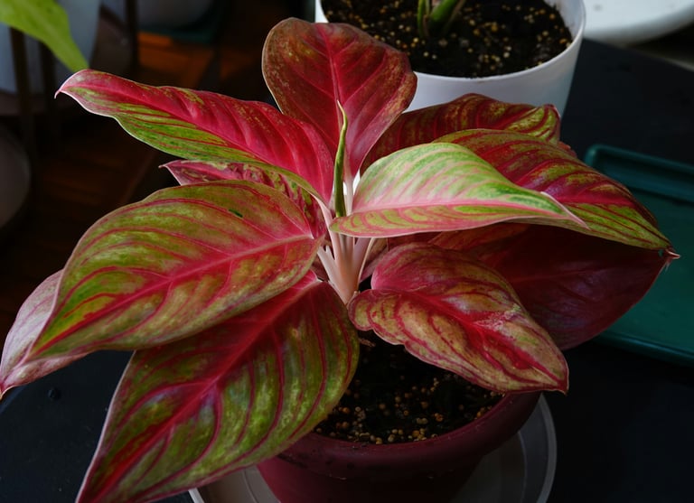 Aglaonema Red Fire
