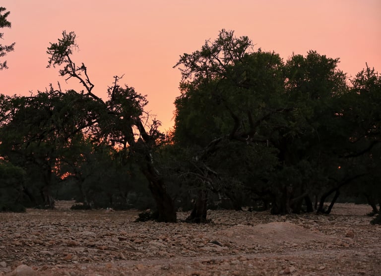 coucher de soleil avec un ciel rose dans les arganiers