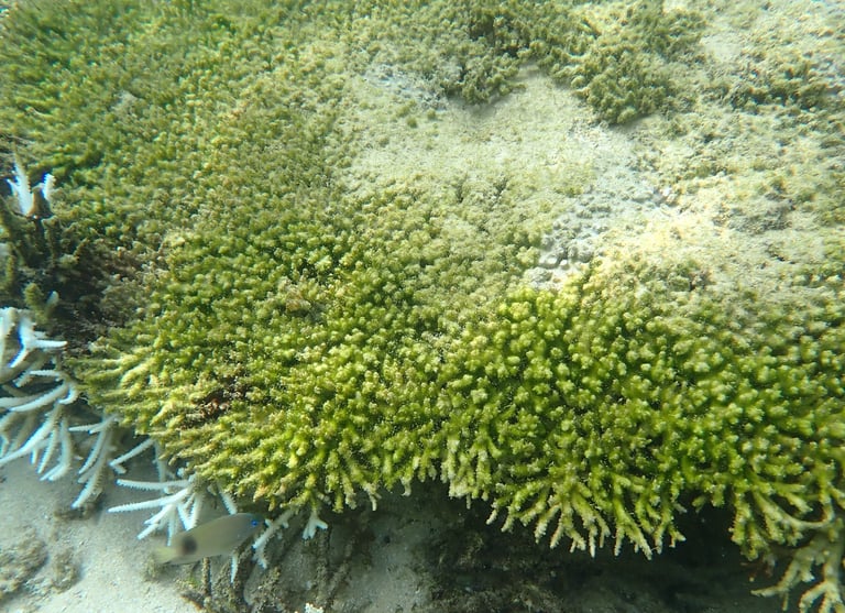 Dead tabular coral with algal overgrowing on its skeleton