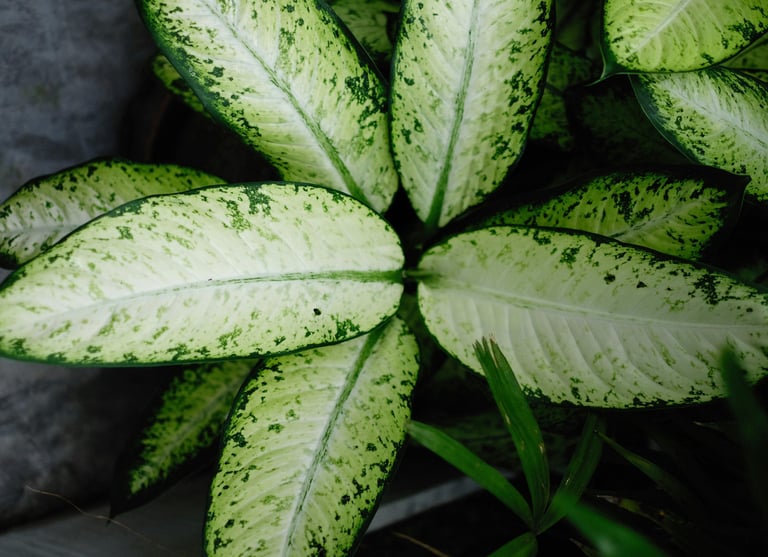 Dieffenbachia Rebecca