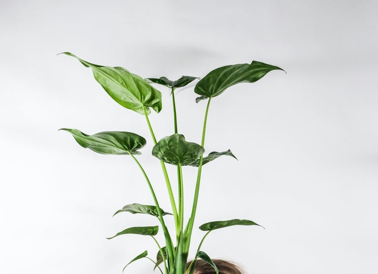 Alocasia cucullata
