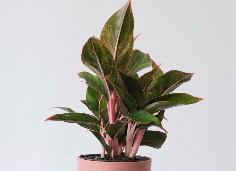 Aglaonema Red Lipstick