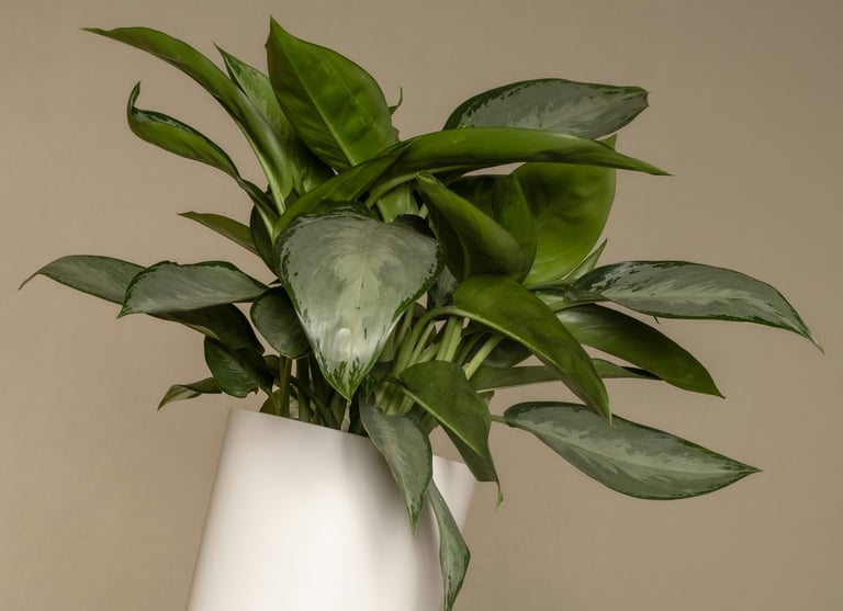 Aglaonema Silver Bay
