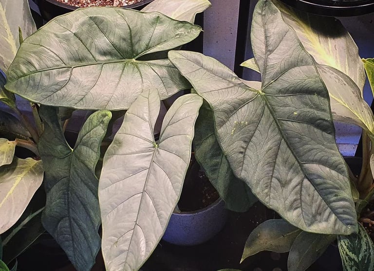 Alocasia corazon