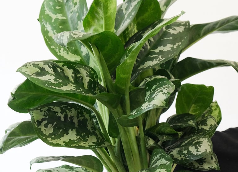 Aglaonema Amazon Silver