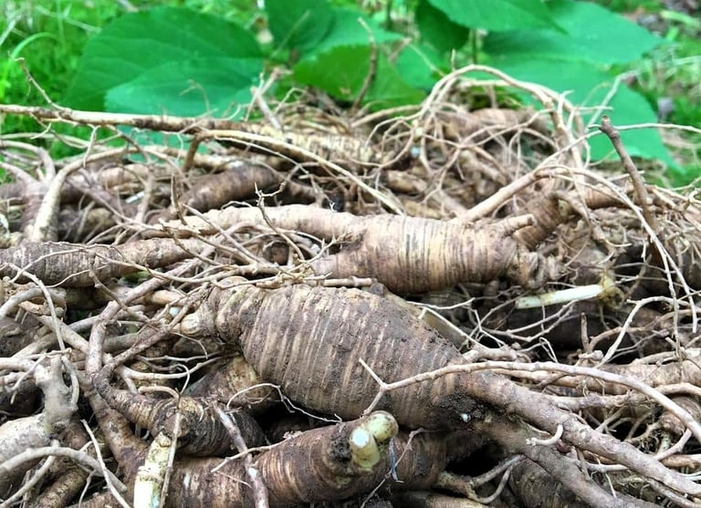 ginseng roots