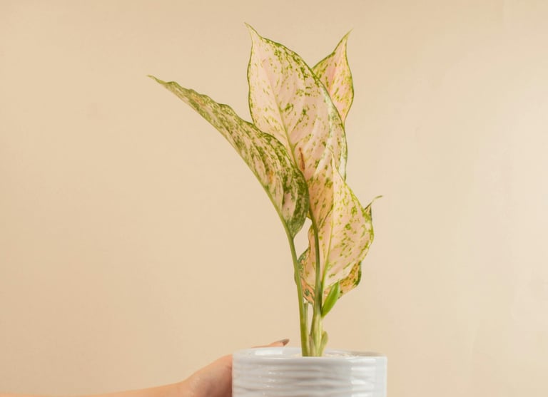 Aglaonema Pink Valentine