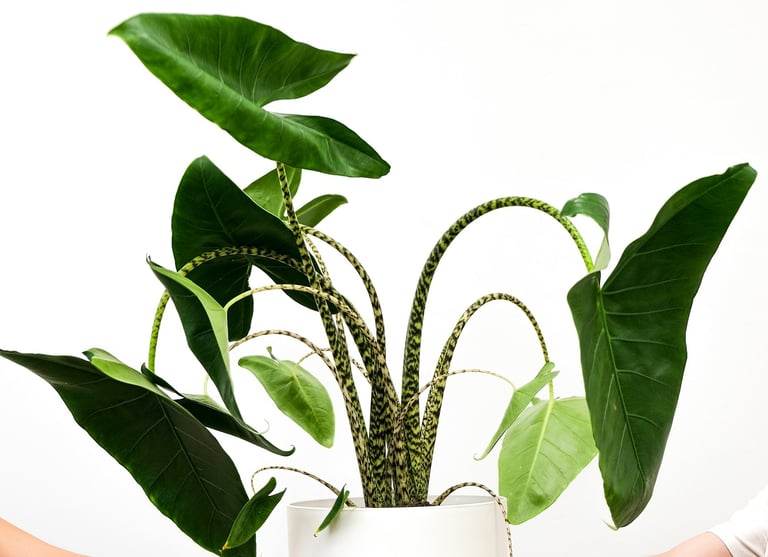 Alocasia zebrina