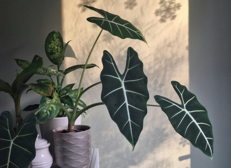Alocasia Frydek