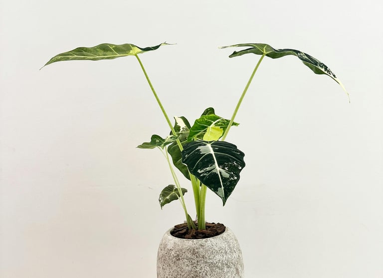Alocasia Micholitziana ‘Frydek’ Variegata
