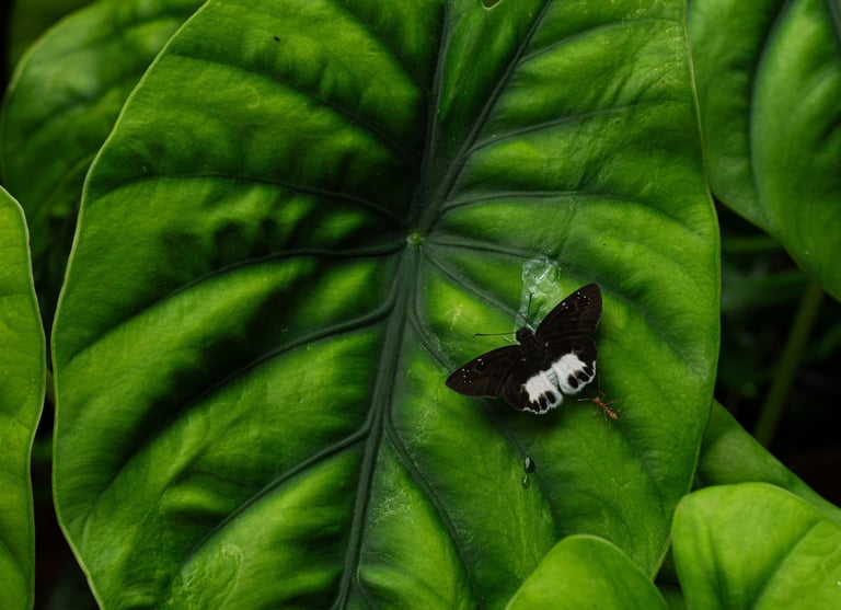 Alocasia calcuta