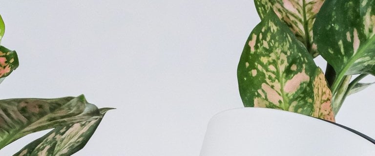 Aglaonema Red Valentine