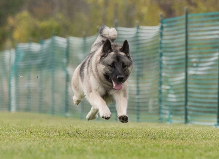Norwegian Elkhound running in FastCAT
