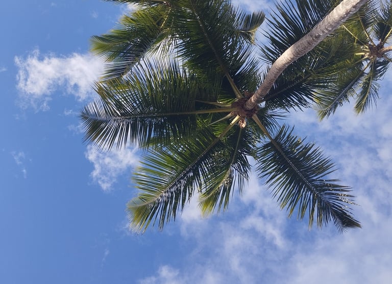 las terrenas palmiers plage republique dominicaine