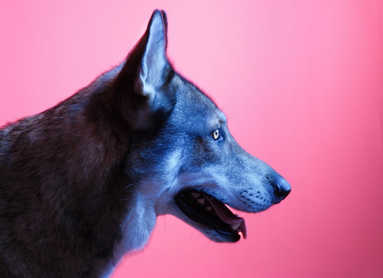 Portrait chien studio finistère brest