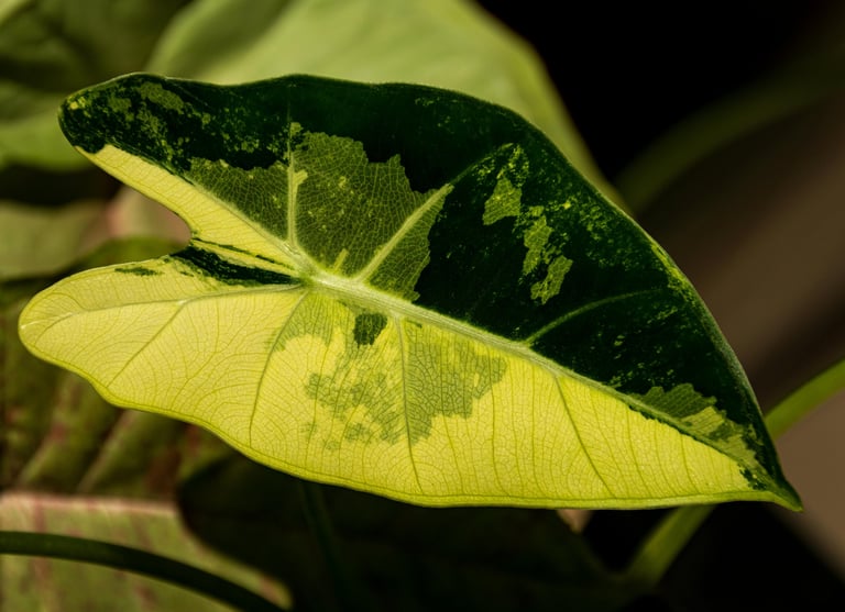 Alocasia micholitziana 'Frydek Variegata'