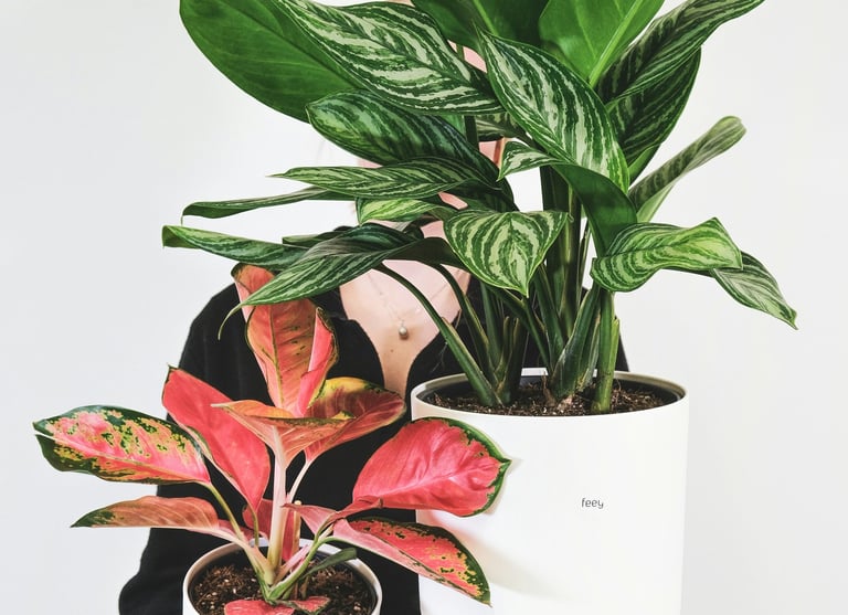 Aglaonema Amazonica and Red Valentine