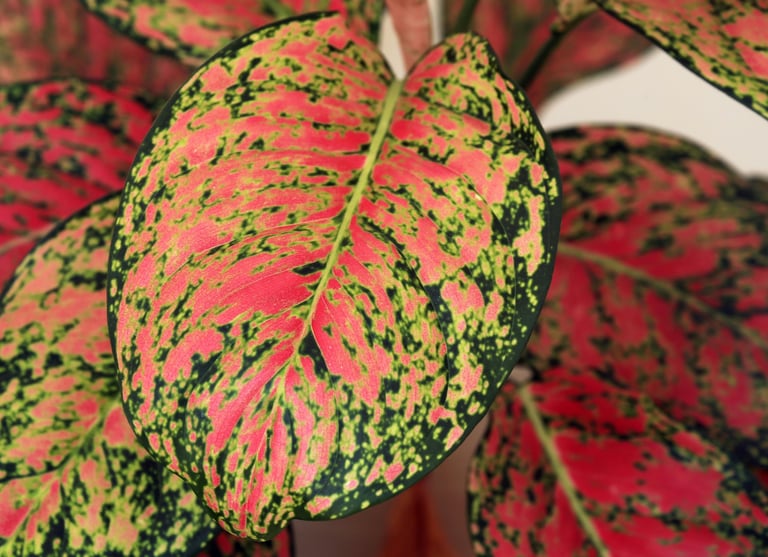 Aglaonema Red Valentine
