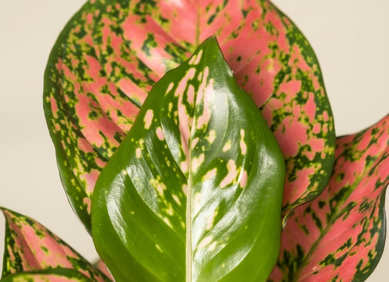 Aglaonema Jazzy Red