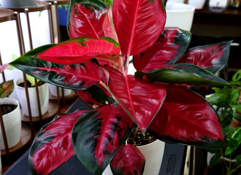 Aglaonema Red Kitty