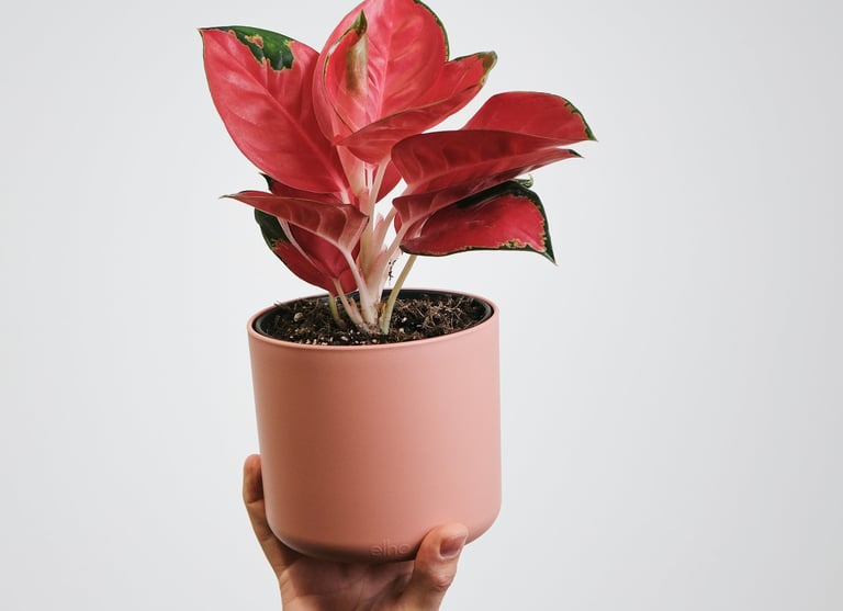 Aglaonema Red Star