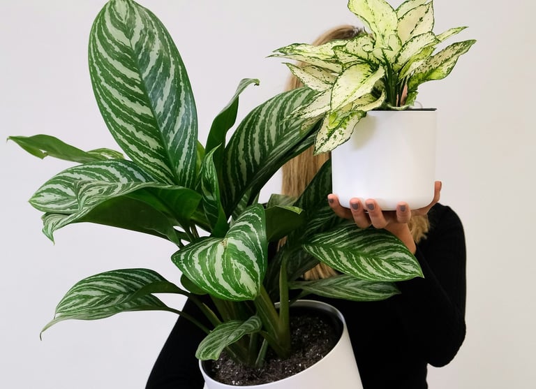 Aglaonema 'Stripes' & Aglaonema 'White Kiwi'