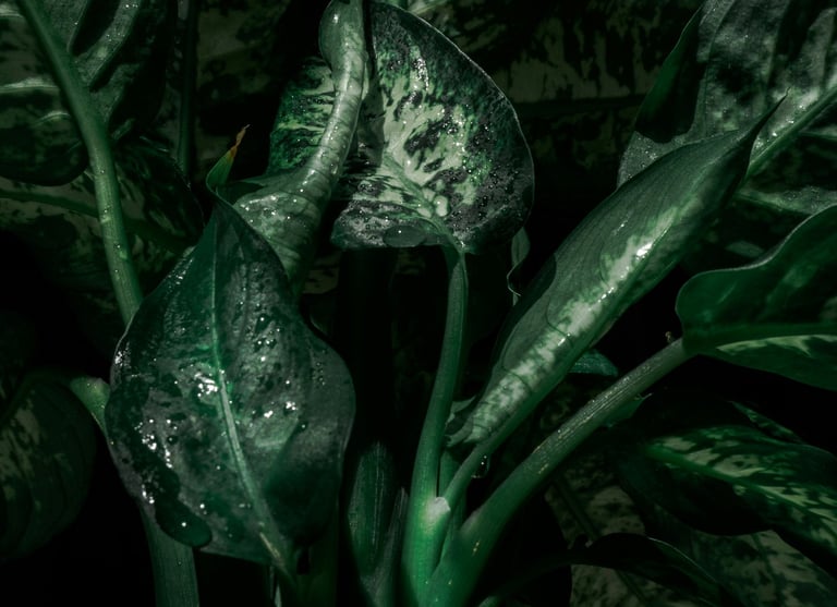 Dieffenbachia Seguine Sublime