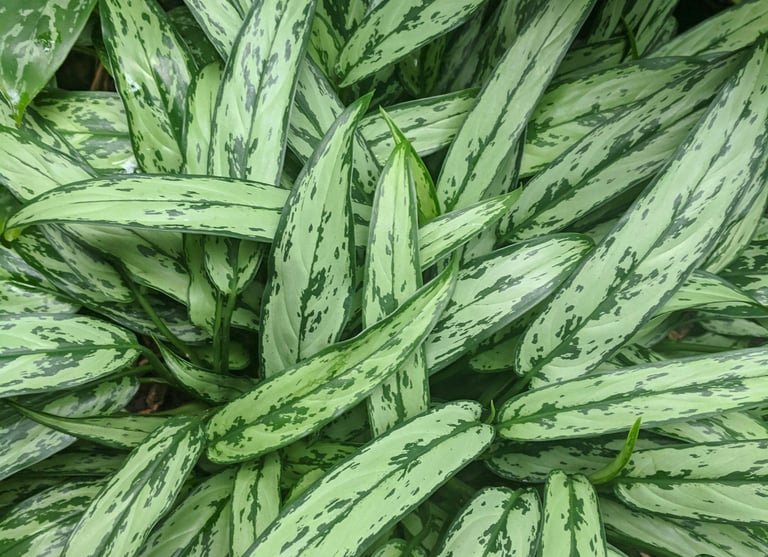 Aglaonema 'Silver Queen' or 'Cutlass'