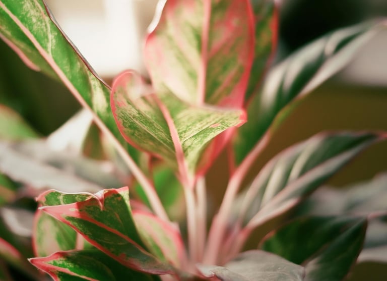 Aglaonema Siam Aurora