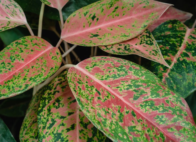 Aglaonema Big Roi