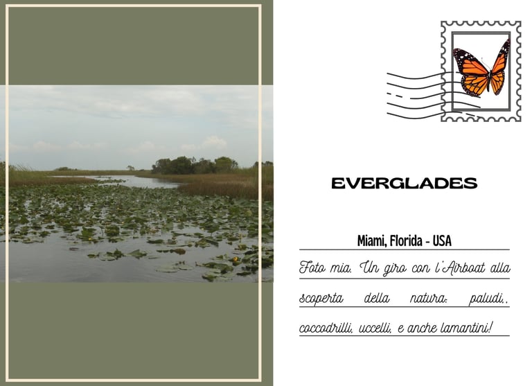 Cartolina delle Everglades di Miami, con acqua , canneti e piante acquatiche