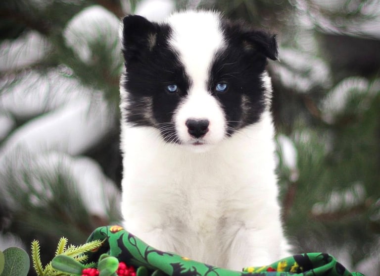 Yakutian laika puppies