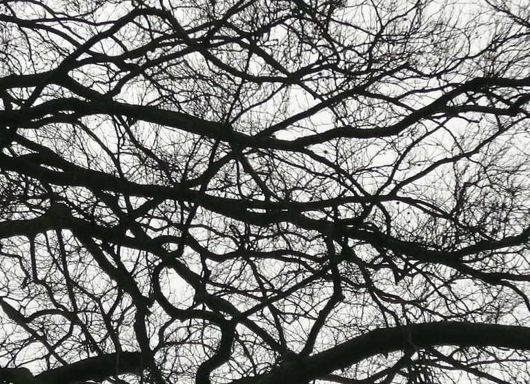 fotografía artistica  de ramas de los árboles parecen trazos de carbón sobre un lienzo blanco
